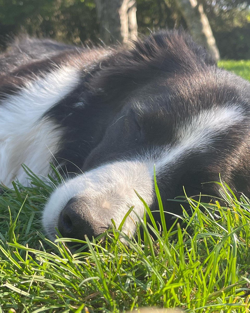 Just a sleepy dog enjoying a sleepy morning 💤🐾💤