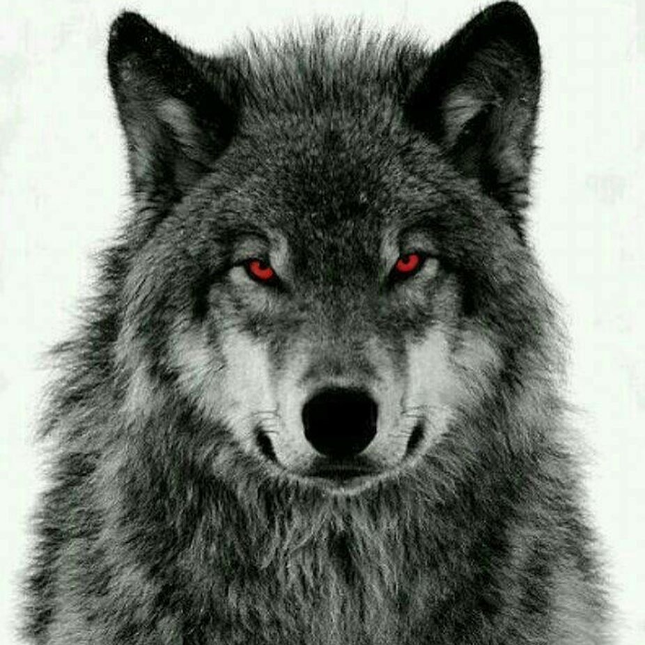 1expensive_mind's tweet photo. Wolf 🐺 business only in a 🌍 full of sheep 🐑 #Stayrhewolf #wolves #Stayexpensive https://t.co/lbU2lWY5F5