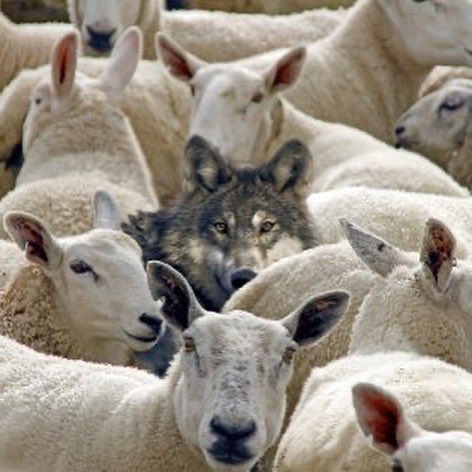 1expensive_mind's tweet photo. Wolf 🐺 business only in a 🌍 full of sheep 🐑 #Stayrhewolf #wolves #Stayexpensive https://t.co/lbU2lWY5F5