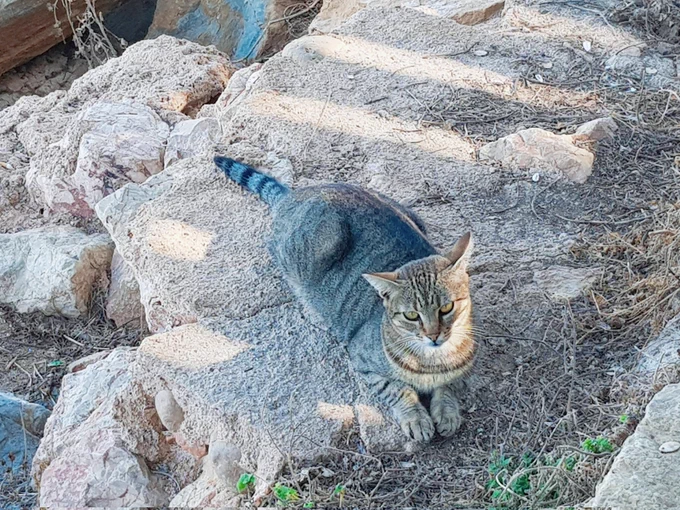 I've encountered so many sweet kitties today!!  