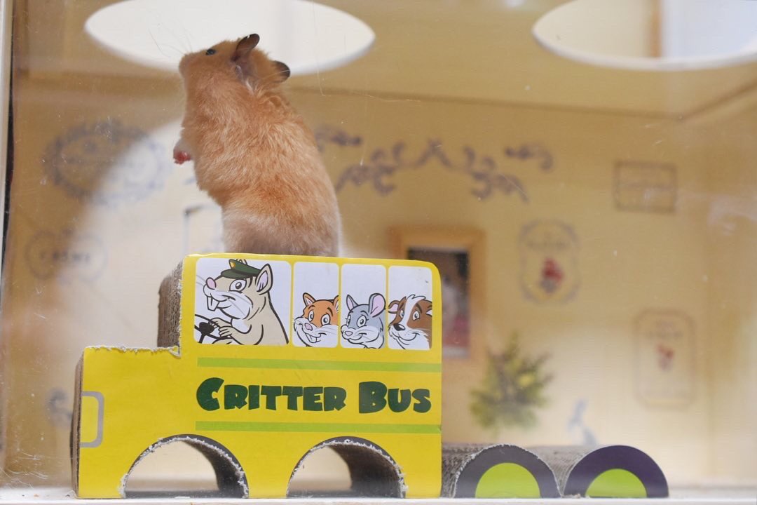 sanbiki4123's tweet photo. 段ボールの車。何故か跳び箱みたいに遊ぶ🐹

#小動物用 #ハウス #WAREPET #ハムスターハウス #コルゲートクリッターバス

アメリカで人気のペットメーカー🐹

#海外ペット用品ならallforwanslife 
@ALLFORWAN https://t.co/QAcNgxl9bO