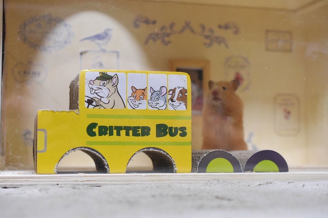 sanbiki4123's tweet photo. 段ボールの車。何故か跳び箱みたいに遊ぶ🐹

#小動物用 #ハウス #WAREPET #ハムスターハウス #コルゲートクリッターバス

アメリカで人気のペットメーカー🐹

#海外ペット用品ならallforwanslife 
@ALLFORWAN https://t.co/QAcNgxl9bO