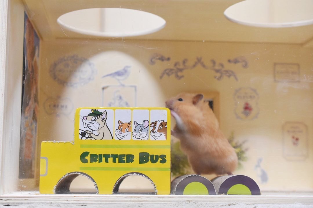 sanbiki4123's tweet photo. 段ボールの車。何故か跳び箱みたいに遊ぶ🐹

#小動物用 #ハウス #WAREPET #ハムスターハウス #コルゲートクリッターバス

アメリカで人気のペットメーカー🐹

#海外ペット用品ならallforwanslife 
@ALLFORWAN https://t.co/4alHl1G4u8