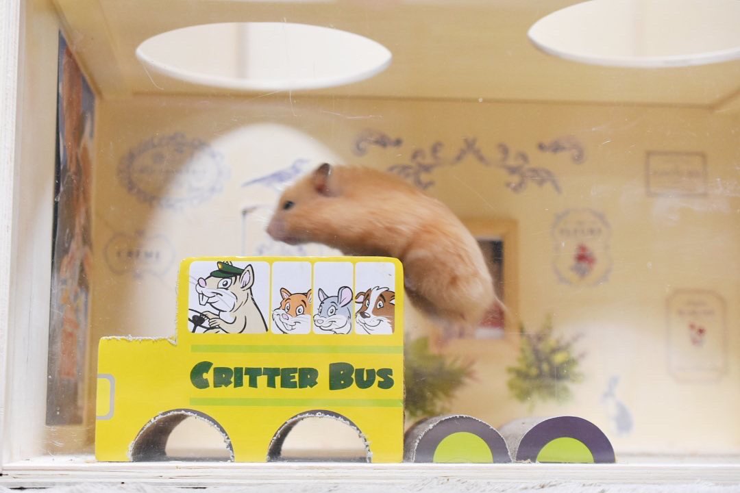sanbiki4123's tweet photo. 段ボールの車。何故か跳び箱みたいに遊ぶ🐹

#小動物用 #ハウス #WAREPET #ハムスターハウス #コルゲートクリッターバス

アメリカで人気のペットメーカー🐹

#海外ペット用品ならallforwanslife 
@ALLFORWAN https://t.co/4alHl1G4u8