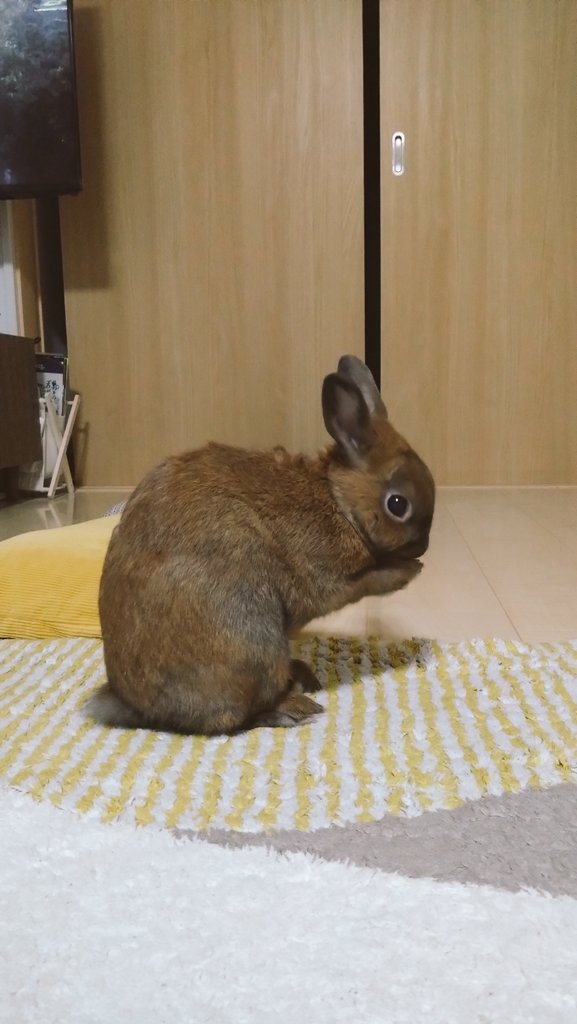 undundo's tweet photo. 小休止🐰

#うさぎ #うさぎ好きさんと繋がりたい #うさぎのいる暮らし #ネザーランドドワーフ #ひと休み https://t.co/dAzQtaai3V