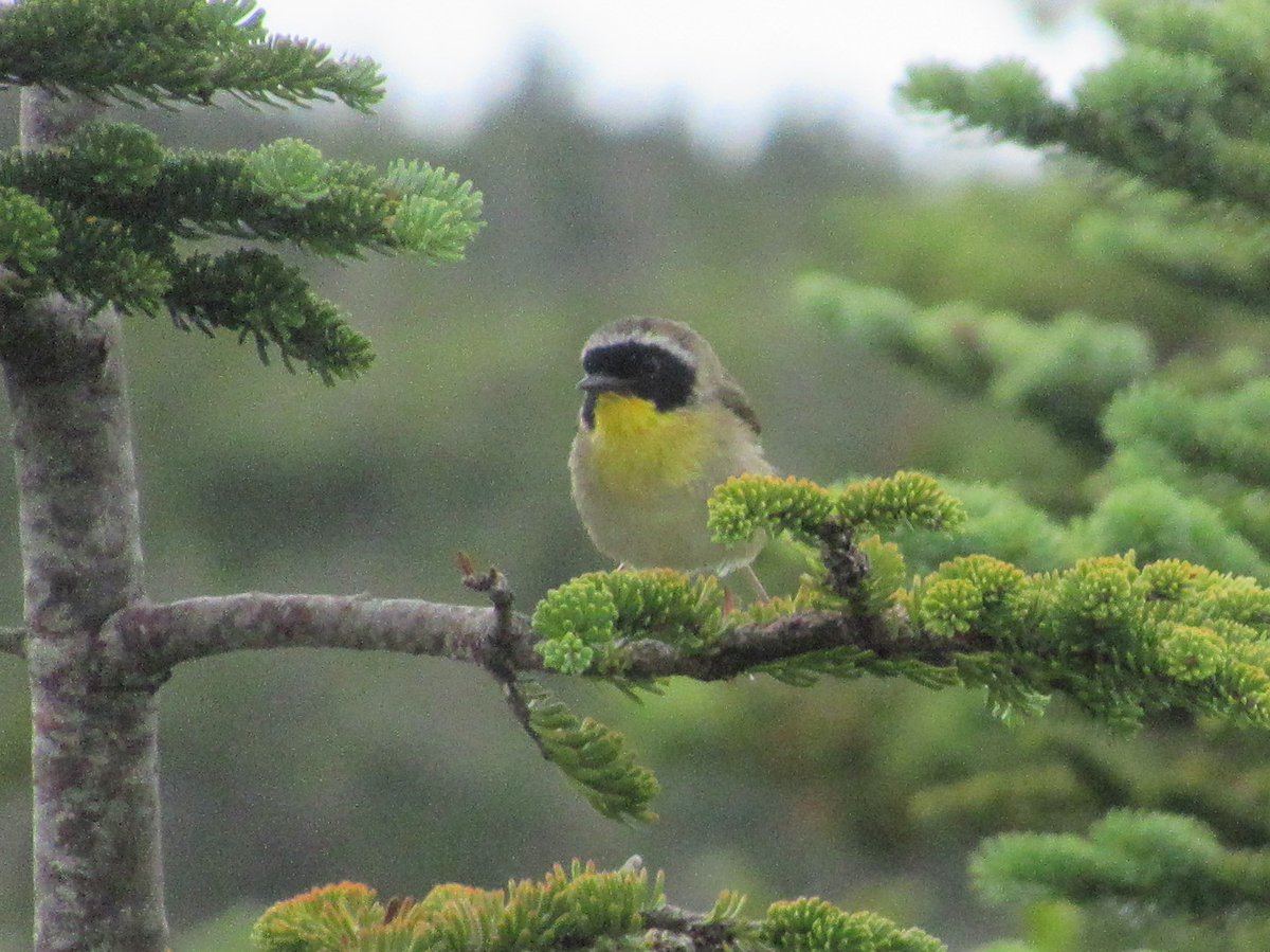 paularreyn's tweet photo. Summer #birds of #Newfoundland - Common Yellowthroat, cute bandit!💛 #birdwatching #birdsNL #bird #parksNL #Sandbanks #wildlifeNL #BirdTwitter @BirdsCanada_Atl https://t.co/kku5Q728QW