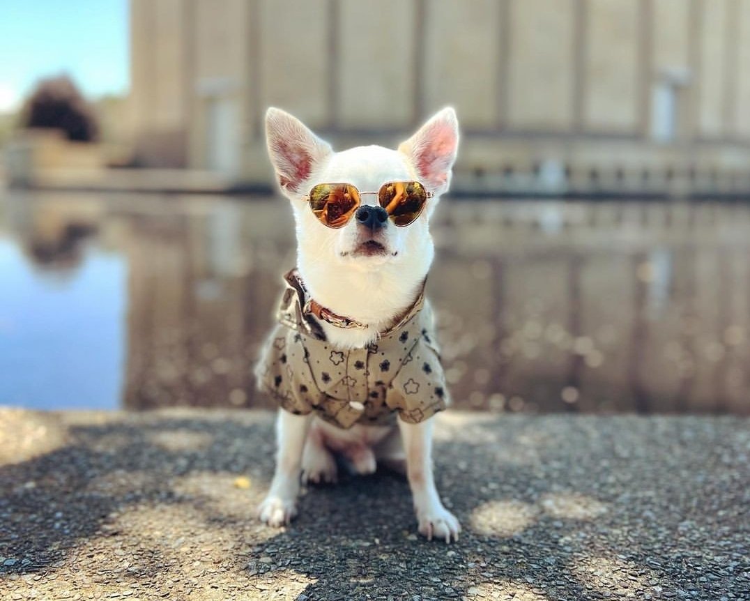 🗓🌤 🐶💫