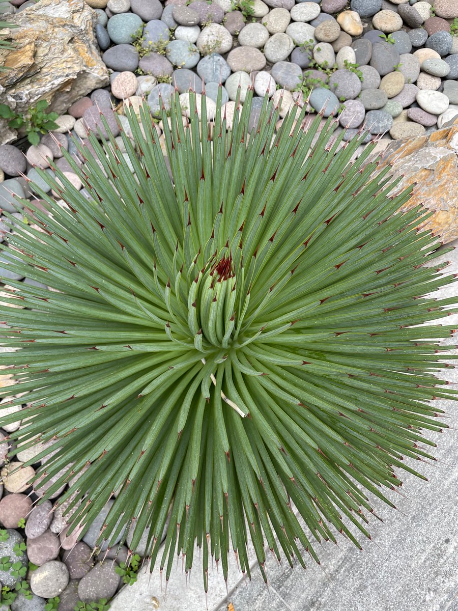 Gardenify tweet media