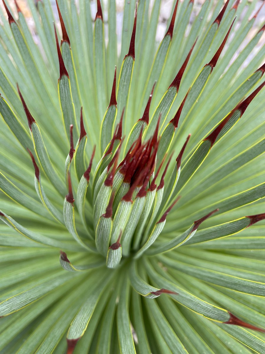 Gardenify tweet media