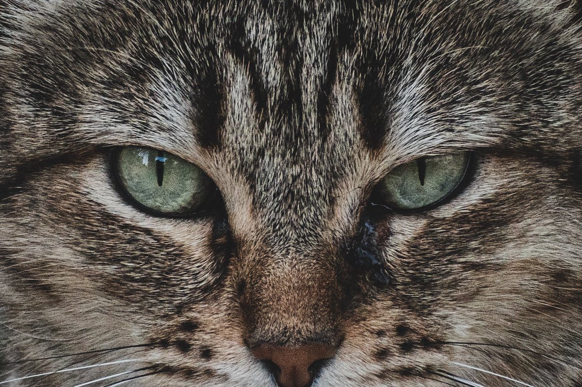 xavib1017's tweet photo. Mirada

#everydayphotography #eyes #cat #photography #photooftheday #photo #life #NaturePhotography #nature #natural #naturaleza #gato #felino #mirada #contrast #Streetphoto https://t.co/v7QE6n94wN