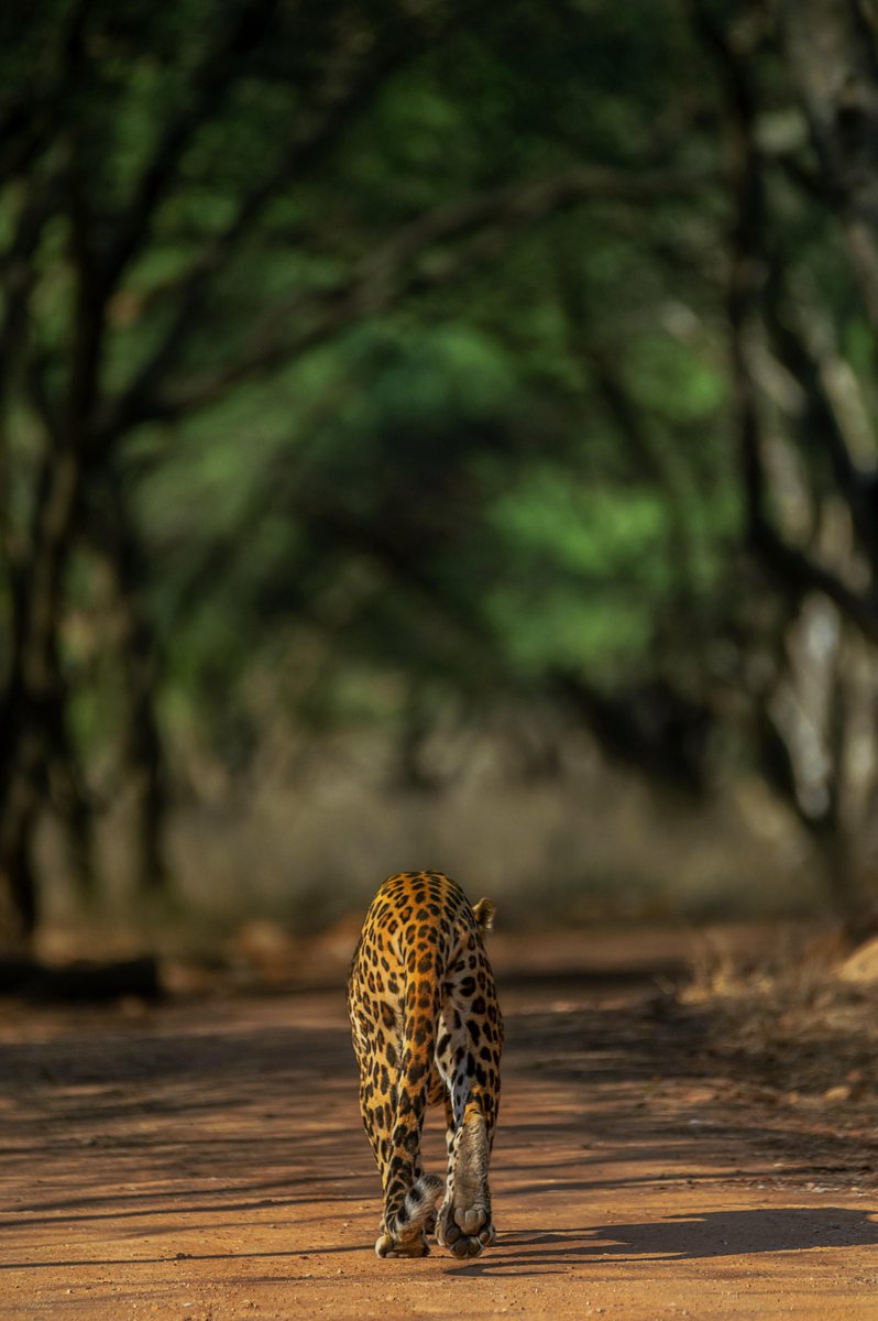 NatGeoIndia's tweet photo. Walking away from my responsibilities like:
Pictured here is a majestic Leopard from Jhalana.
#Repostfrom @ja_guha
#natgeoindia https://t.co/VLXwGWrfzk