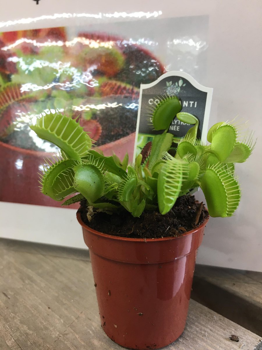 LakelandPlants's tweet photo. Fresh in! These cute l’ill Venus Fly Traps! Aren’t they awesome! Come take a look for yourselves. We can’t wait to see you! #lakelandplantworld #dartmouth https://t.co/91Q4xuHmn5