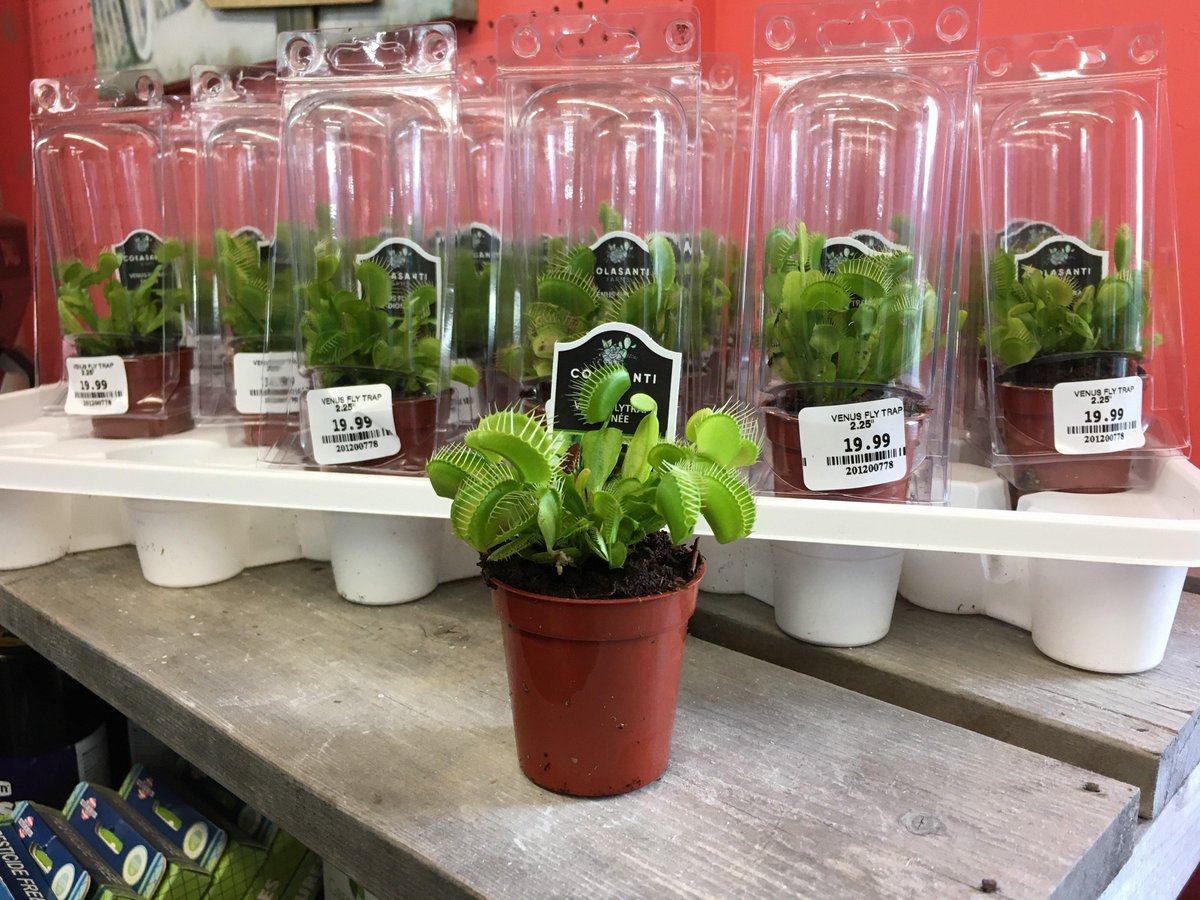 Fresh in! These cute l’ill Venus Fly Traps! Aren’t they awesome! Come take a look for yourselves. We can’t wait to see you! #lakelandplantworld #dartmouth