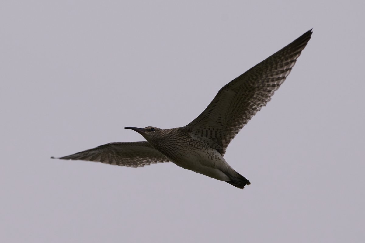 Judge_Burgess's tweet image. Whimbrel, seen and photographed at Höfn í Hornafirði, #Iceland, on August 24, 2022. 📷👨‍⚖️🇮🇸 #Höfn #BirdPhotography #NaturePhotography
