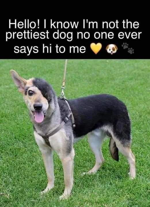Happy Dog tweet media