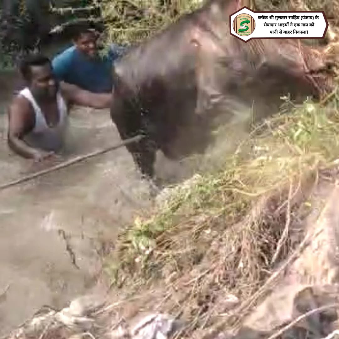 GreenSwelfares's tweet photo. The priceless efforts of #DeraSachaSauda volunteers in saving cows are worth applauding! The volunteers collectively brought a cow out of the water and saved its life by following the teachings of Saint Dr. @GurmeetRamRahim Singh Ji Insan. #AnimalWelfare https://t.co/bLUb9iN8lB