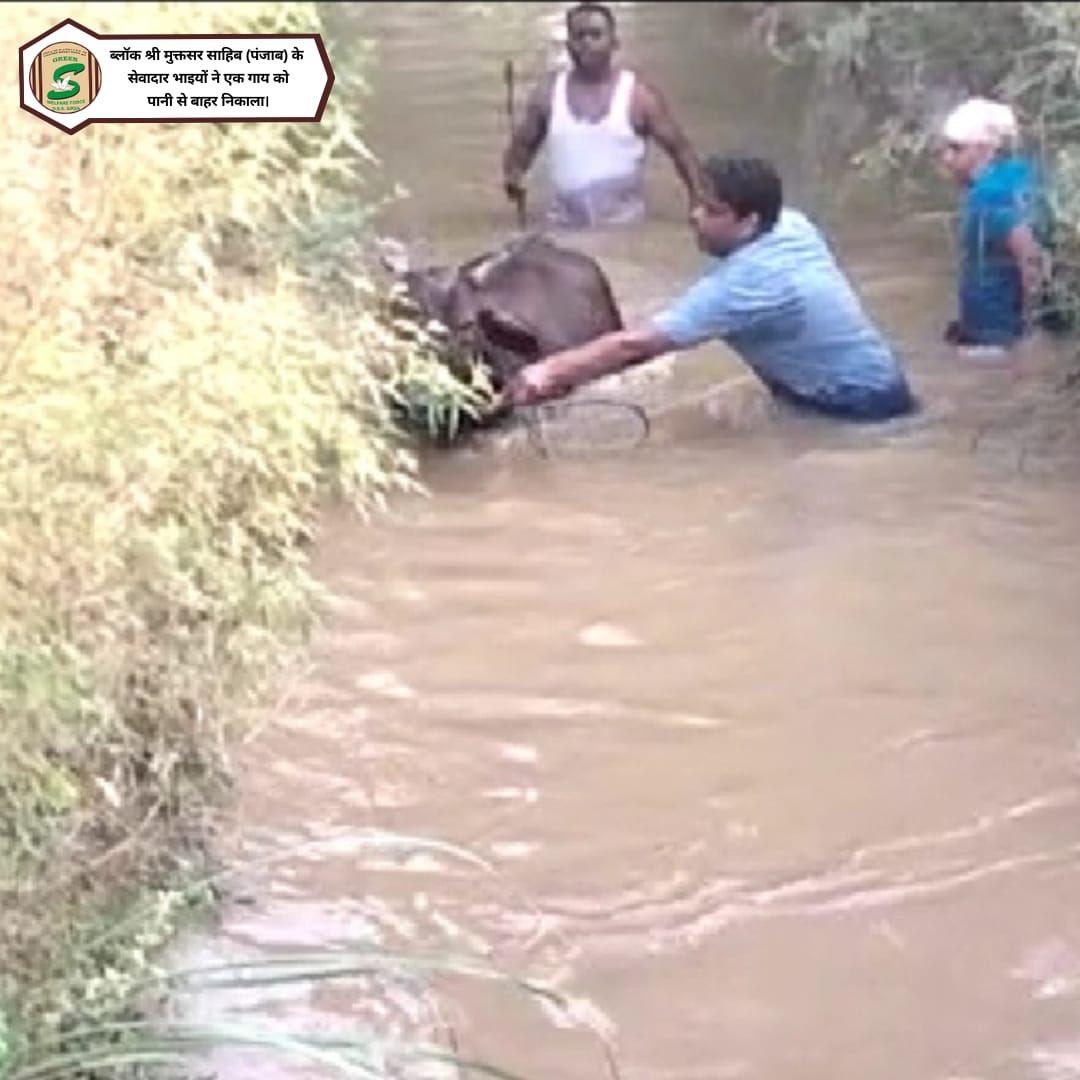 GreenSwelfares's tweet photo. The priceless efforts of #DeraSachaSauda volunteers in saving cows are worth applauding! The volunteers collectively brought a cow out of the water and saved its life by following the teachings of Saint Dr. @GurmeetRamRahim Singh Ji Insan. #AnimalWelfare https://t.co/bLUb9iN8lB