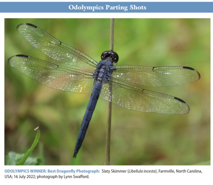 lynnswaf's tweet photo. In July, I participated in the Dragonfly Society of the Americas bioblitz, Odolympics, to help record dragonfly and damselfly species. They also had a photo contest, and my photo won Best Dragonfly! @OdonataAmericas https://t.co/E3XAtWocdN