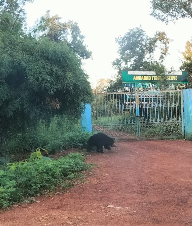Rohith Gopidi, IFS (@rohithgopidi) on Twitter photo Today sighting along the highway <a href="/AmrabadTiger/">Amrabad Tiger Reserve</a> . Reason why shouldn't stop or litter waste along the highways in forest areas Today sighting along the highway <a href="/AmrabadTiger/">Amrabad Tiger Reserve</a> . Reason why shouldn't stop or litter waste along the highways in forest areas