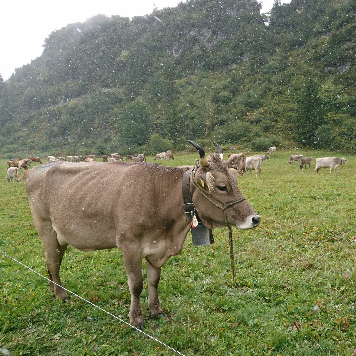 murschetg's tweet photo. Vacca, vacca, wo? 🐮❄ #scargada #flem https://t.co/5bWD8kKEBm