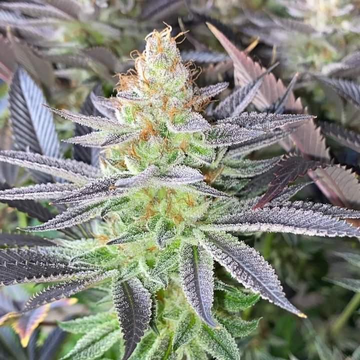 LeónMagico 420 tweet media