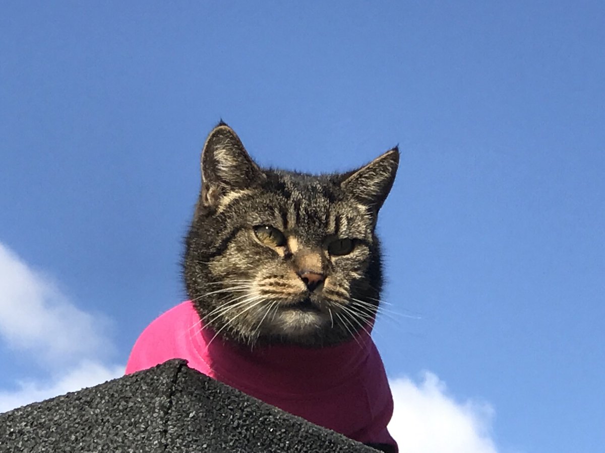 queencharlot's tweet photo. Our tabby has a sore on his belly. I’ve tried a collar for two weeks, it worked a bit, but he was depressed. I tried this body suit today and he hated it and kept getting his leg half out/stuck. It’s now off. Any ideas how to stop a cat licking his tummy? #CrossCat #caturday https://t.co/WpHv1sis4D