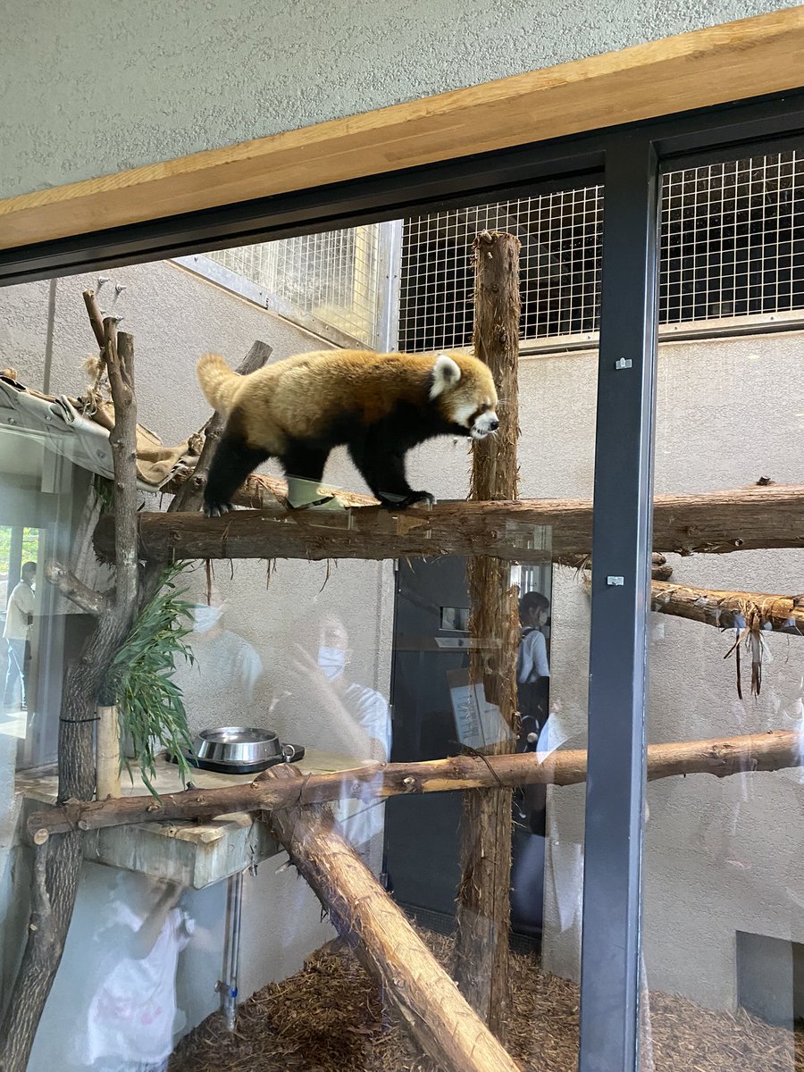 KuruPorn's tweet photo. 円山動物園🦓🐘 https://t.co/gkin16kvqd