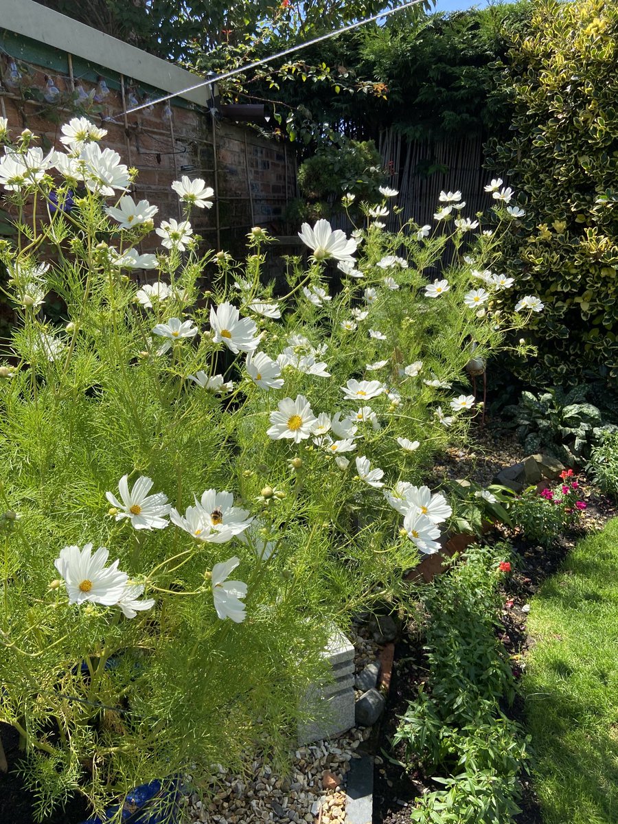 Jacquel69076738's tweet photo. ⁦@higgledygarden⁩ cosmos still looking good with plenty of flowers still to come https://t.co/x3DeV8hzpk