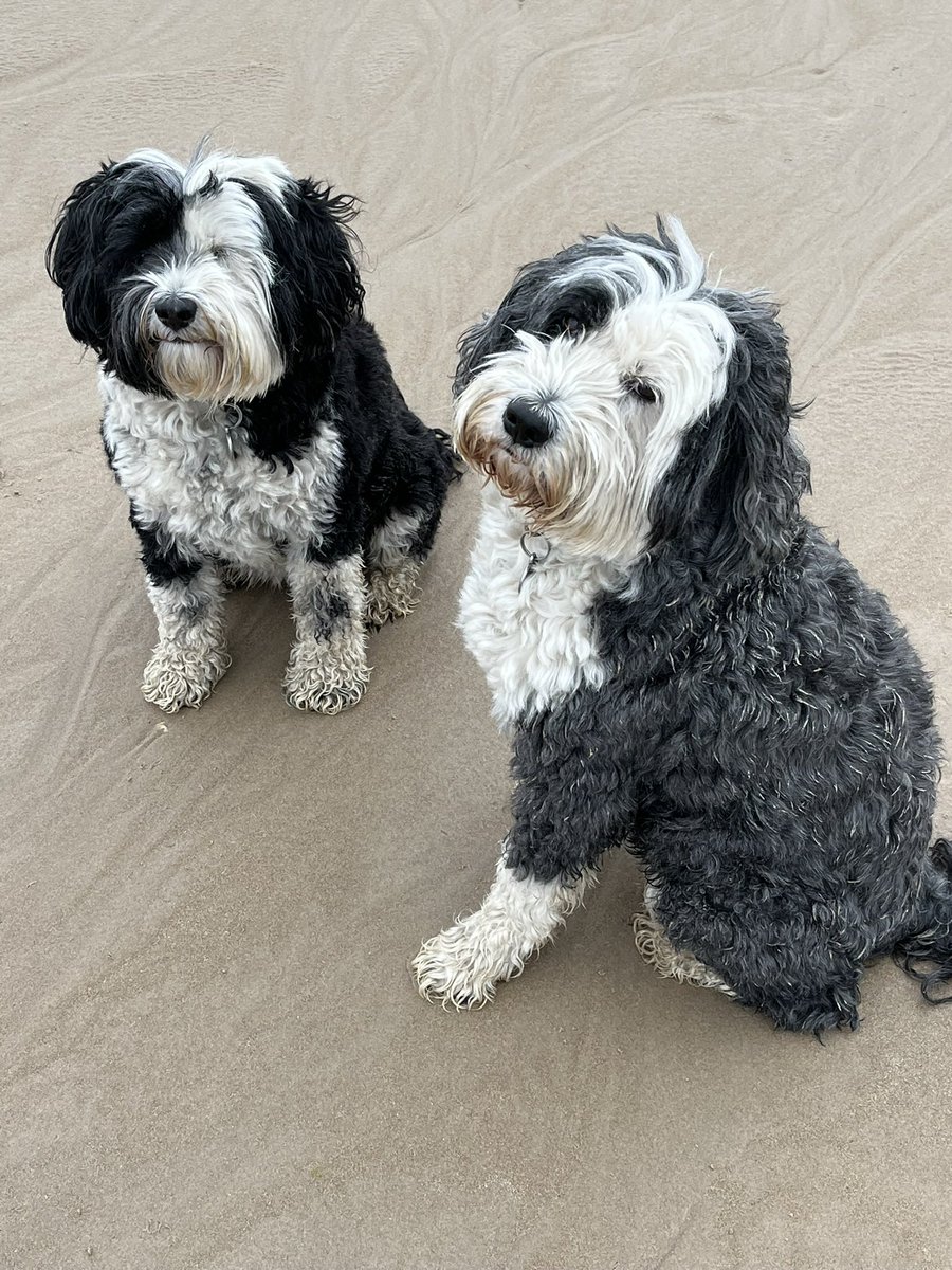 LynneHi2's tweet photo. @curtisstigers Hey fellow TTs! We’re Lexi and Keyla 🐶 🐶 https://t.co/BeOnuZnrx0