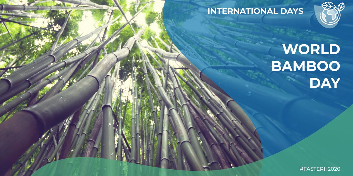 Happy #WorldBambooDay!

Did you know that bamboo can be an important nature-based solution to several pressing global challenges such as #climatechange?

Read more about its benefits in the <a href="/INBARofficial/">INBAR</a> FAQs section: ➡️ inbar.int/faqs/

#FASTERH2020 #thinkbamboo