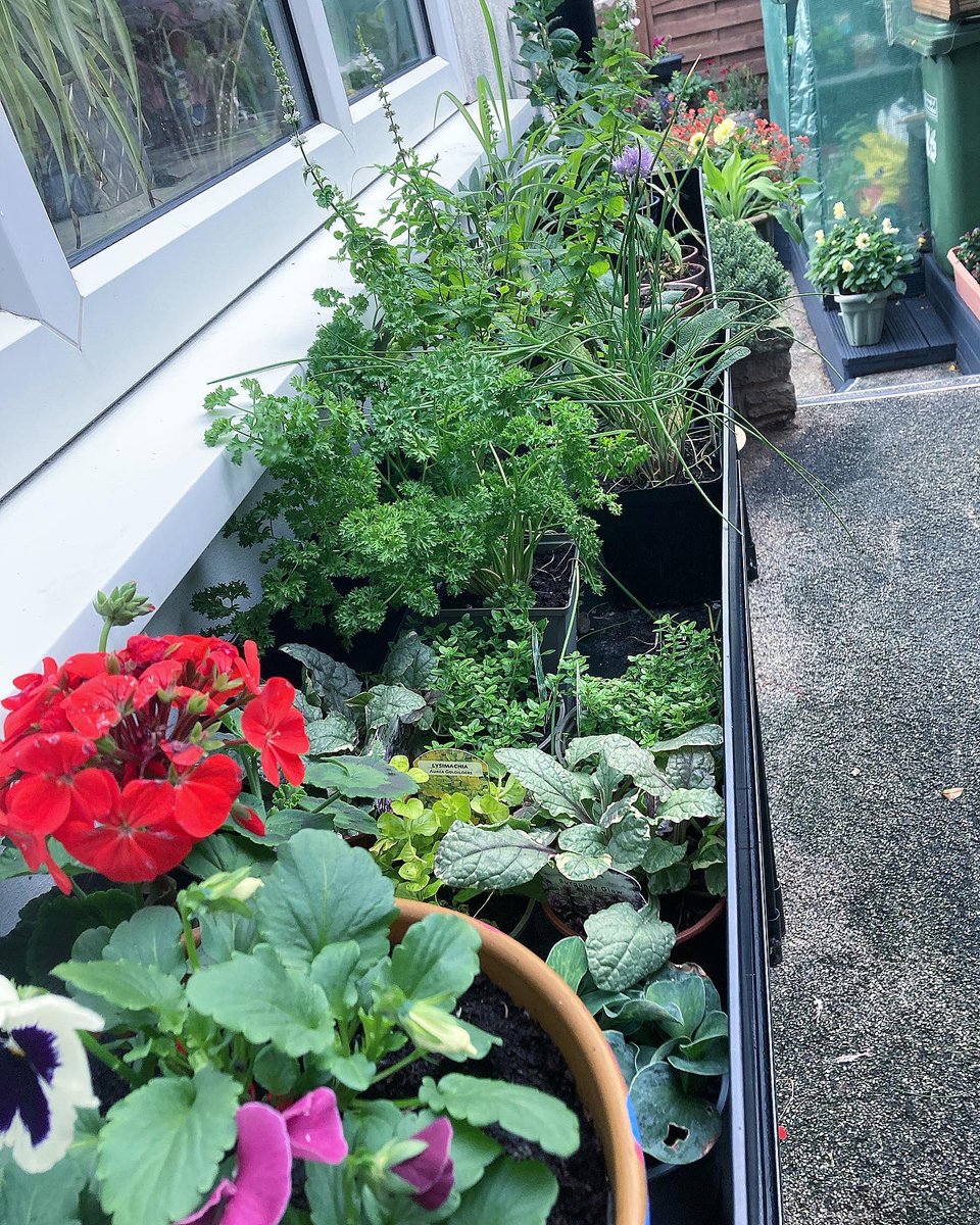 ThePottingYard's tweet photo. 🌻 some sunflowers cut from the garden with some old Voss water bottles they make great vase after and a nice tidy up in the kitchen garden #sunflowers🌻 #cuttinggarden #urbangarden #vosswater #kitchengarden #gardening #gardenblogger #gardenblog https://t.co/gJtmy6cAbc