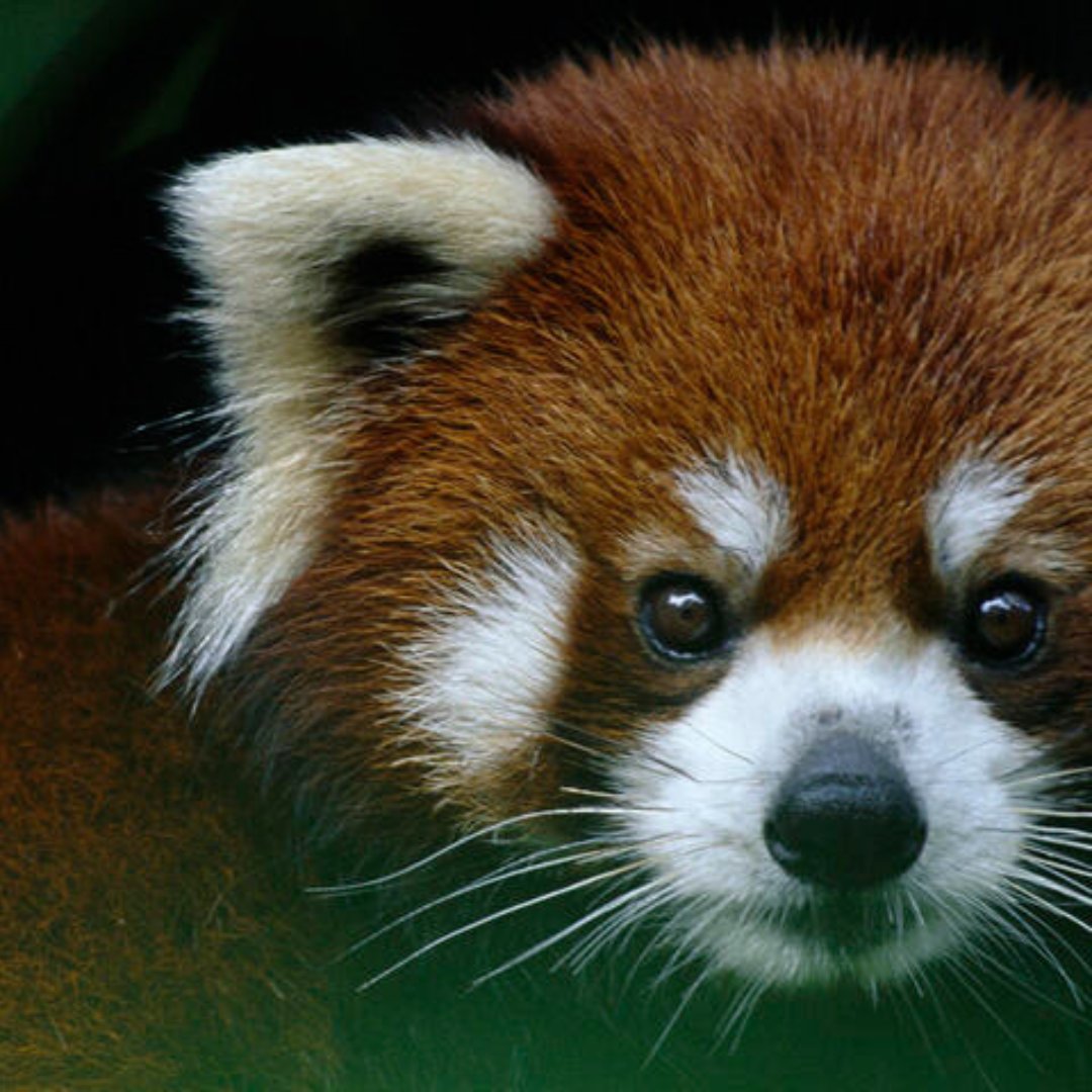 rossparkzoo's tweet photo. ITS INTERNATIONAL RED PANDA DAY !!
Celebrate with us today from 10:00am-3:00pm at the Ross Park Zoo!
Fun Fact:👇
Red pandas are not related to giant pandas and were discovered 50 years earlier! #theOriginalPanda #FirstPanda https://t.co/fz73uCn94J
