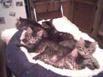theclowderlady's tweet photo. 9 years ago today, these 5 nearly identical Maine Coon babies were born at the Oklahoma Track. 2 weeks later the Maintenance crew would find them, beginning a 6 week adventure of bottle feeding/hand raising them. Today, they're all healthy, happy adults! Happy Day Squirmies! ❤ https://t.co/jdBEPtxFfG