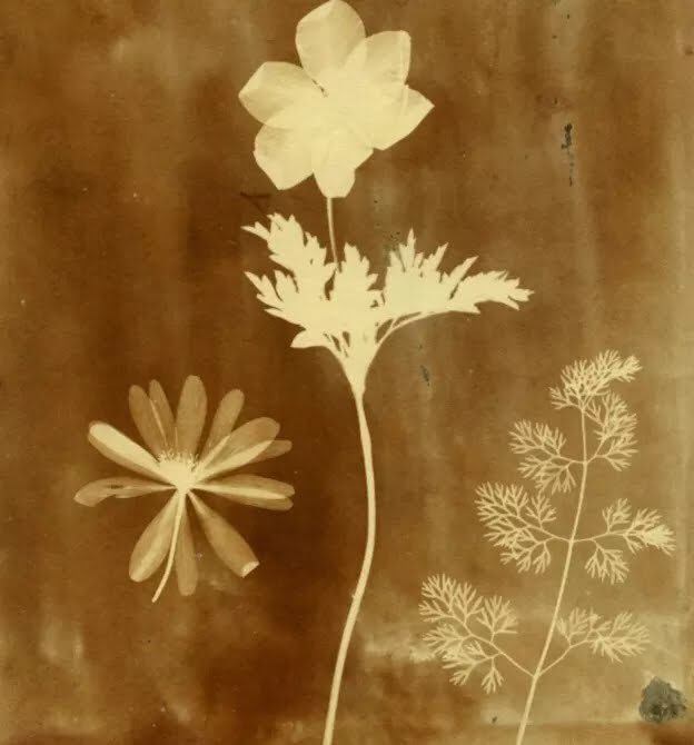 ToniArte2's tweet photo. •
#HenryFoxTalbot
• https://t.co/TIrm4fVAvY
