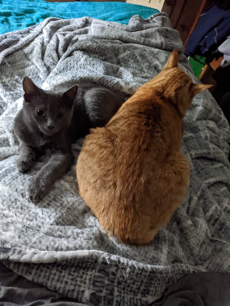 JodesJots's tweet photo. Sorry I can't do anything right now. I'm #Catlocked #Caturday #LifeWithAngus #LifeWithRicky #CatMum 💛 https://t.co/JUvqRrPcCC