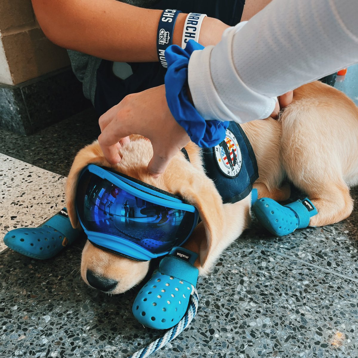 ilianna_17's tweet photo. @HudsonODU @ODUFootball @ODUbarstool @barstoolsports s/o to the cutest pup in the world💙 https://t.co/MWIiLJDwlm