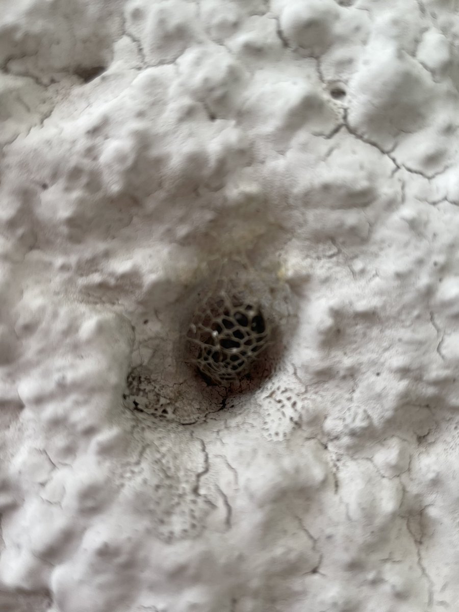 ¡Hola! Encontré esta especie de capullos@en mi pared. Hay como una red que los protege de caer… ¿De qué bicho son? <a href="/BichoDatos/">Bichodatos</a>