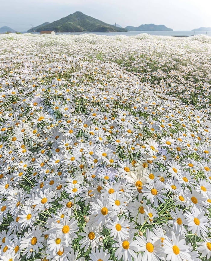 evrenseImerak's tweet photo. 🌼 Çiçek açan papatyalar, Kagawa, Japonya. https://t.co/IucxyCPyQa