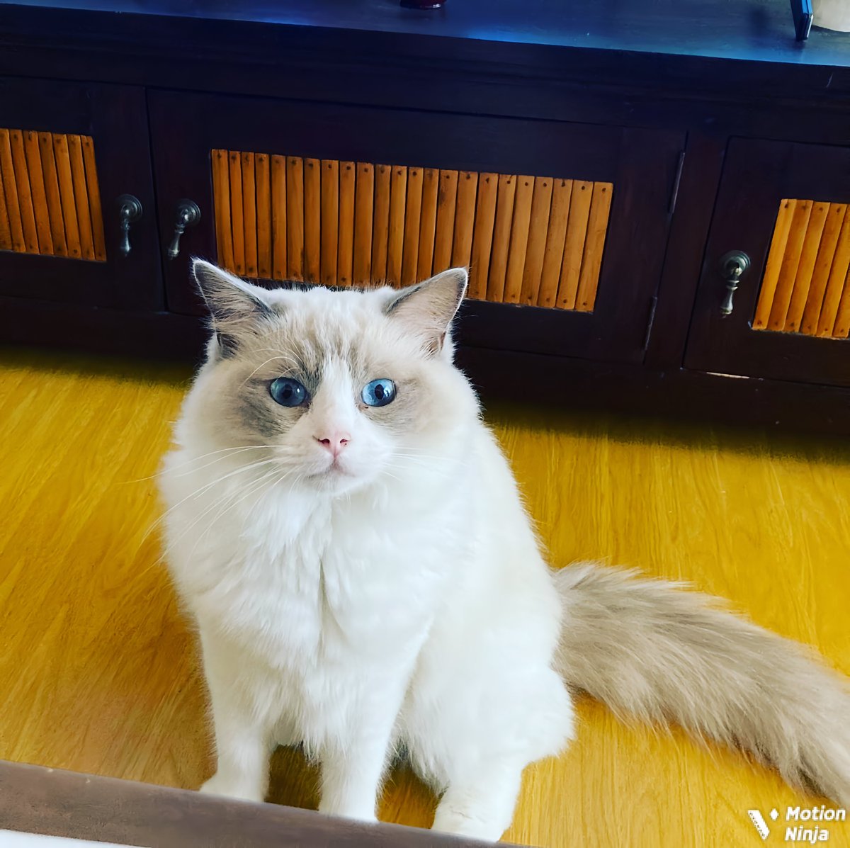 tgGpbPhgPJ93n4V's tweet photo. #ラグドール
#7ヵ月
#女の子
#名前はアリエル
#猫ちゃん🐈
#可愛いです💕
#cat
#Ragdoll
#7month
#cute
#Ariel
#goodfamily
#💖💖💖💖💖💖💖💖💖 https://t.co/13XRluAOe5