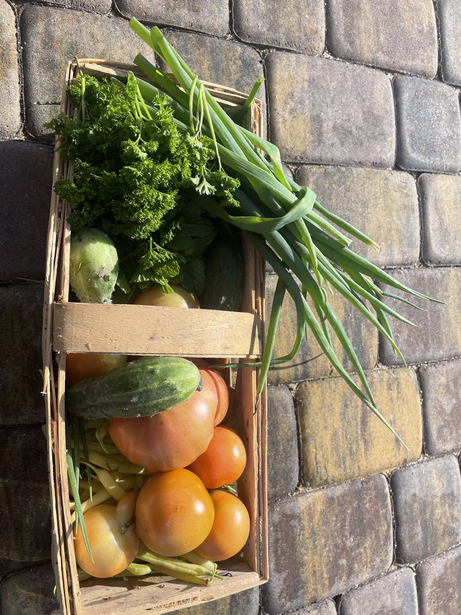 teodor_dziadek's tweet photo. My #garden #vegan #tomato #herbs #cucumber #beans #parsley #mint #dill #onion #letuce #village #ranch #dinner #supper 🌶🥬🫑🍅🥒🧅🧄🌿🌱🙏♥️💚 https://t.co/0meKGD6FLI