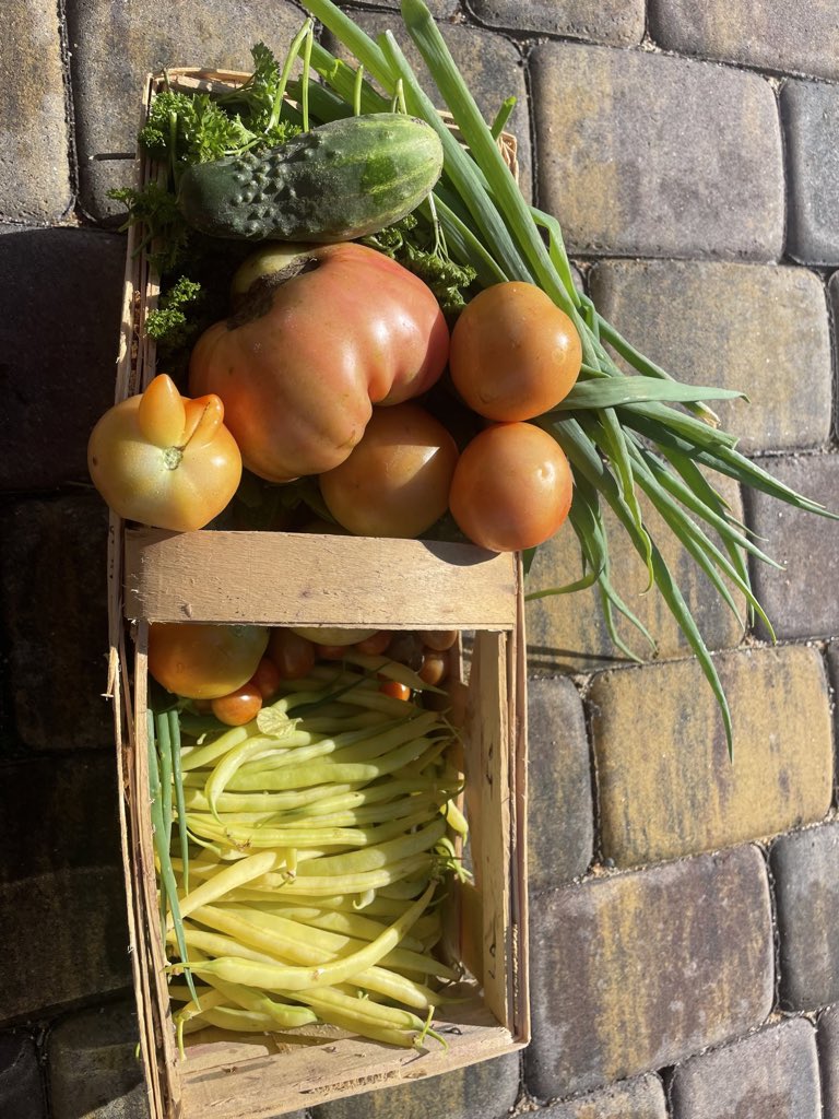 teodor_dziadek's tweet photo. My #garden #vegan #tomato #herbs #cucumber #beans #parsley #mint #dill #onion #letuce #village #ranch #dinner #supper 🌶🥬🫑🍅🥒🧅🧄🌿🌱🙏♥️💚 https://t.co/EHCmO9Fdlm