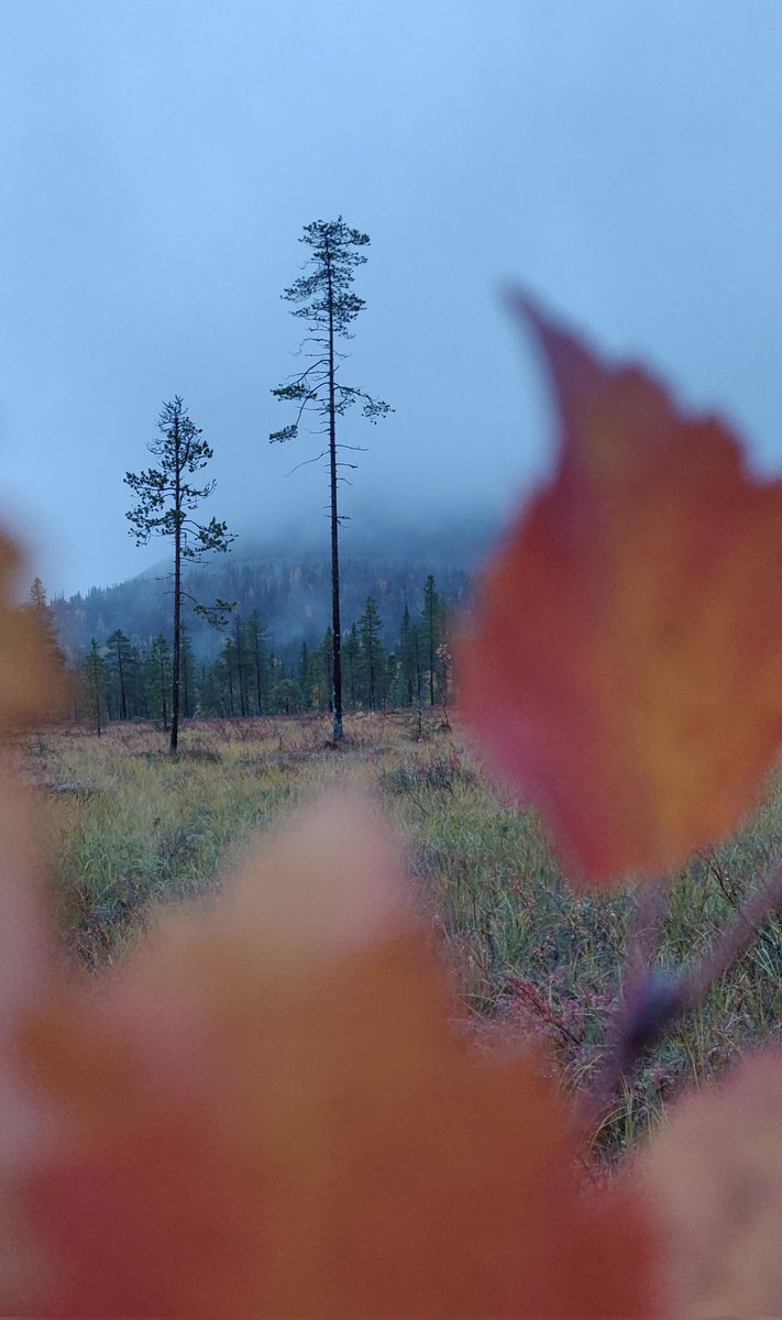 Viikkotarjous loka-marraskuulle: 
1hh 35€/yö, 2hh 55€/yö. 
Ensilunta, revontulia ja hiljaisuutta. 
Suorat varaukset: sevenfellshostel.fi 
#Ylläs #Lappi