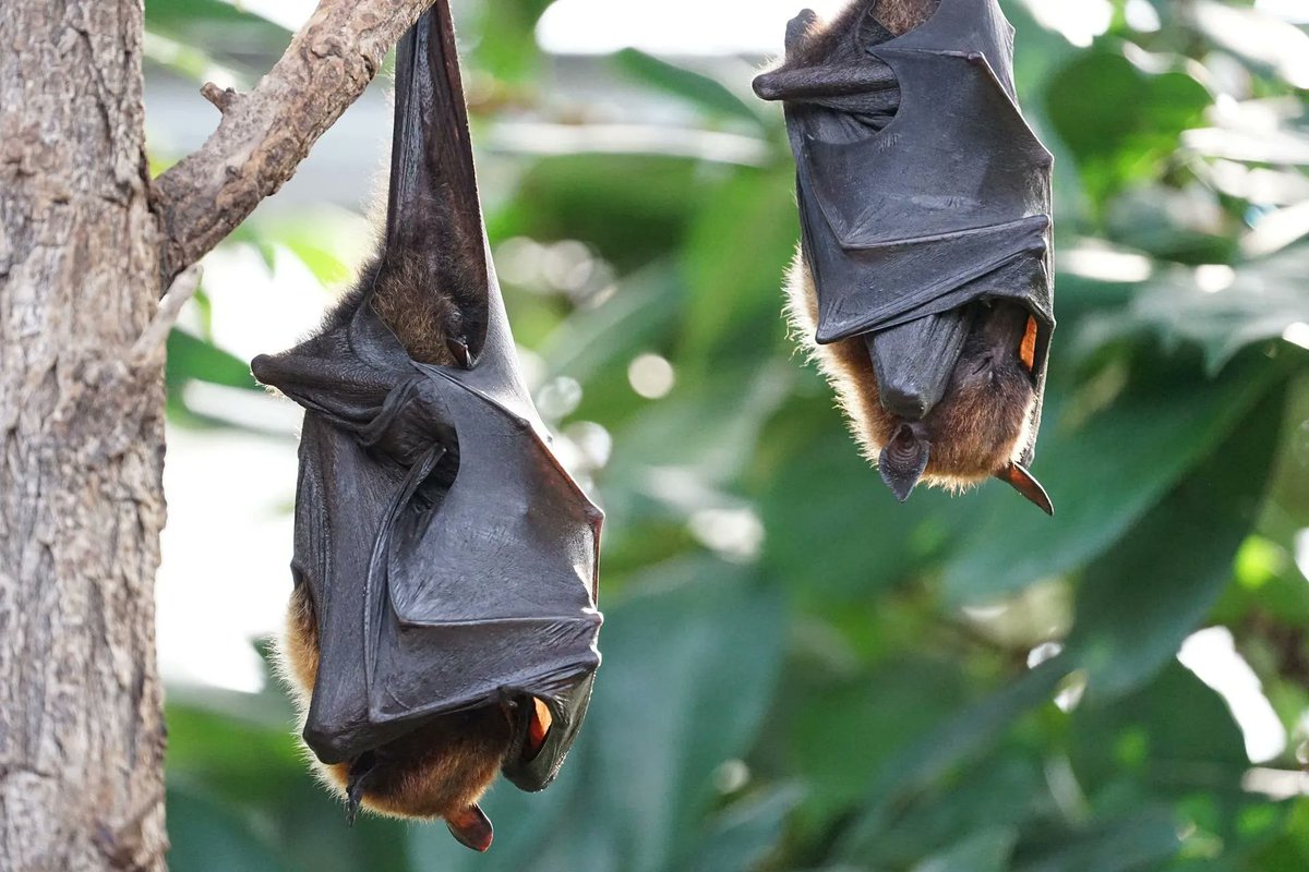 PestWorld's tweet image. This #BatmanDay, learn all about the nocturnal, flying animal that is known for inhabiting dark and secluded locations. #PestGuide #Bats 🦇
buff.ly/39TXJkv