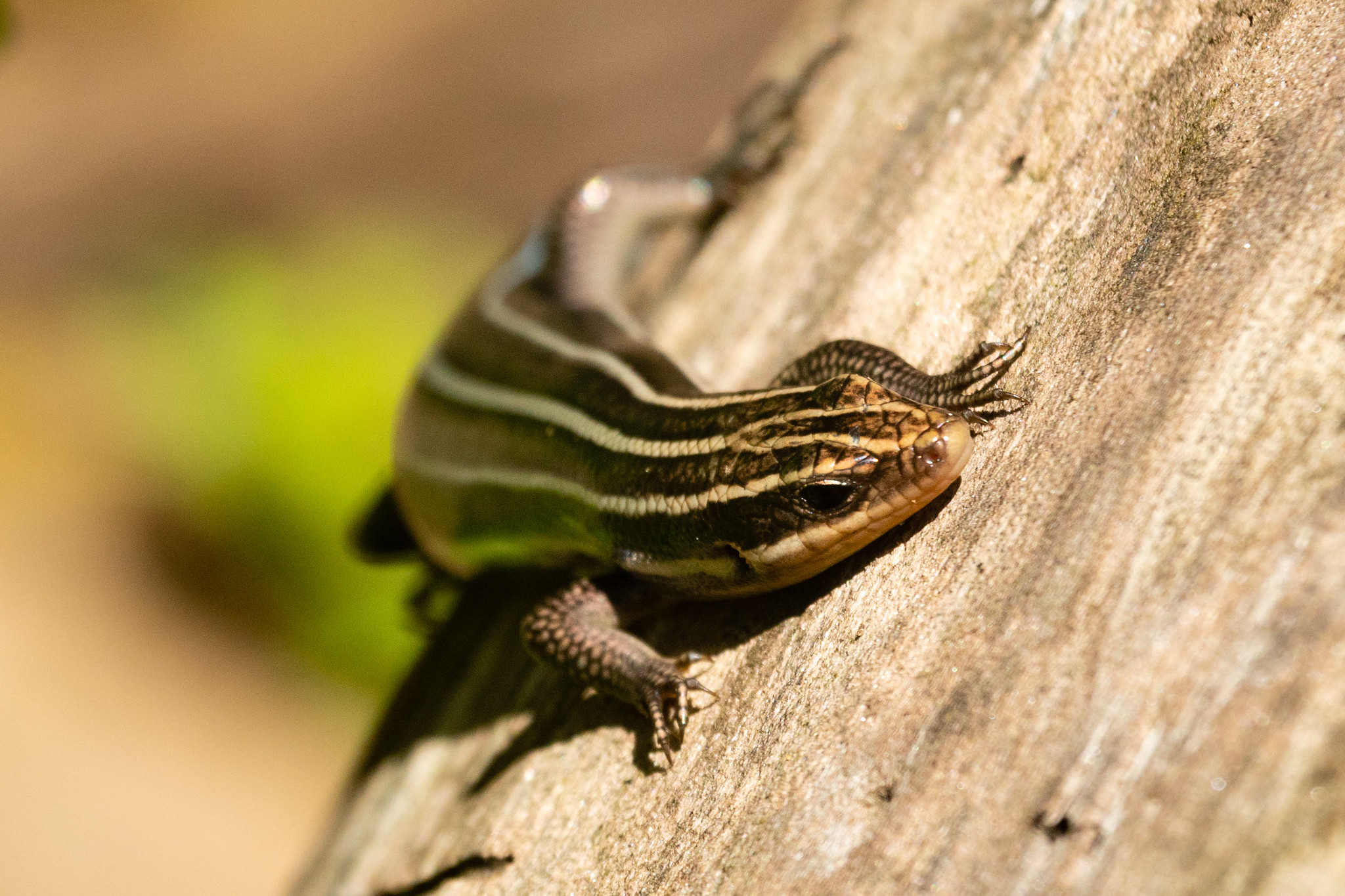 chesapeake-bay-program-on-twitter-the-broad-headed-skink-or