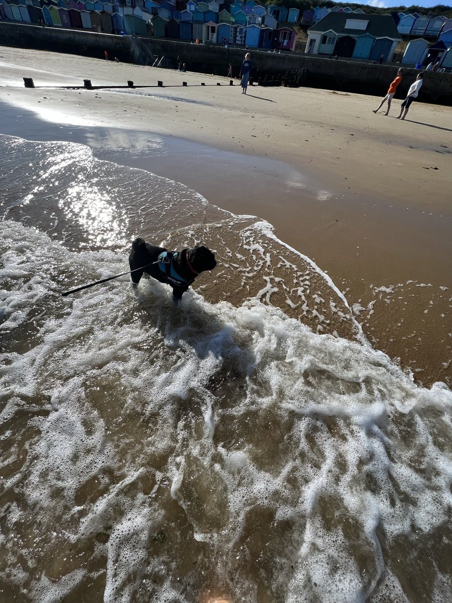 pug_buster's tweet photo. Oh I do like to be beside the seaside! Lovely day for a paddle and sunshine ☀️ 🏖🐶💙 #dogs #pugs https://t.co/1Y6tysayNl