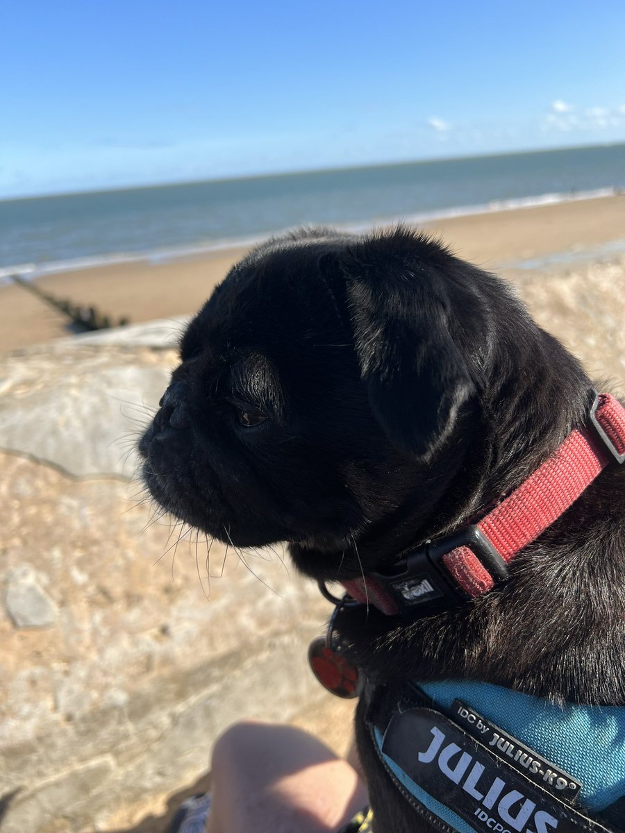 pug_buster's tweet photo. Oh I do like to be beside the seaside! Lovely day for a paddle and sunshine ☀️ 🏖🐶💙 #dogs #pugs https://t.co/1Y6tysayNl