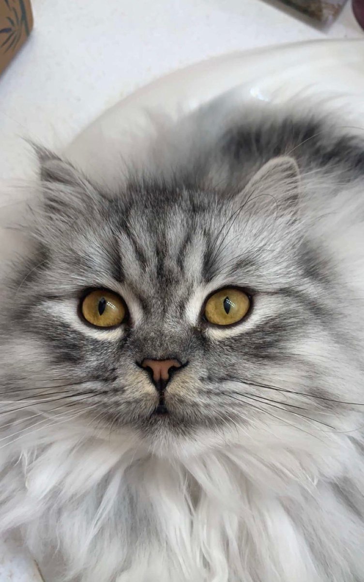 limechameleon's tweet photo. #SaturdayMorning #CatsOfTwitter #Caturday #Moogan https://t.co/SrWemLtoYV