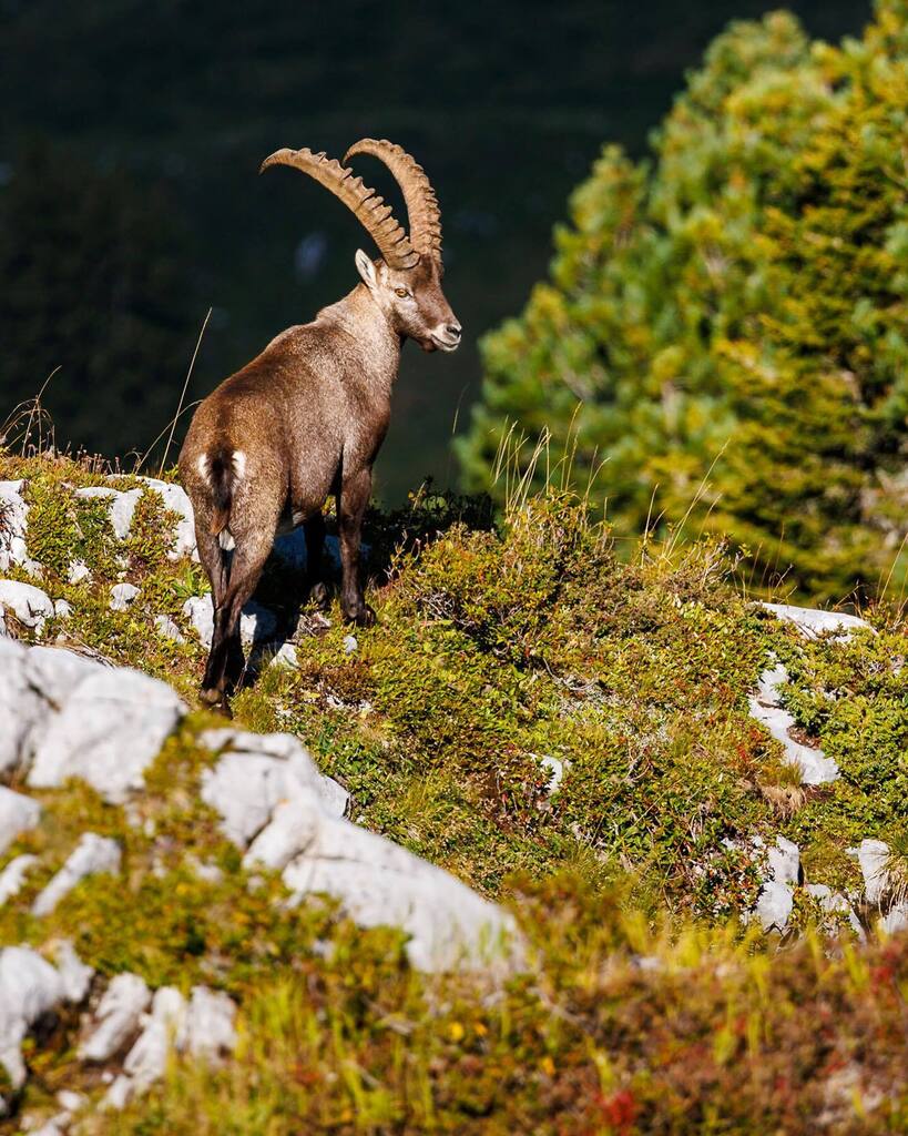 marcelgross_ch's tweet photo. King of the Alps 🐐
.
.
.
.
#alpineibex #ibex #discoverwildlife #wildlifeshots #wildlifeaddicts #splendid_animals #wildanimals #mountainlovers #geomagazin #themountainsarecalling #hikingadventures #optoutside #naturephotography #mountainscape #feelth… https://t.co/q5rM7hmr0R https://t.co/NMX6sSC2zQ