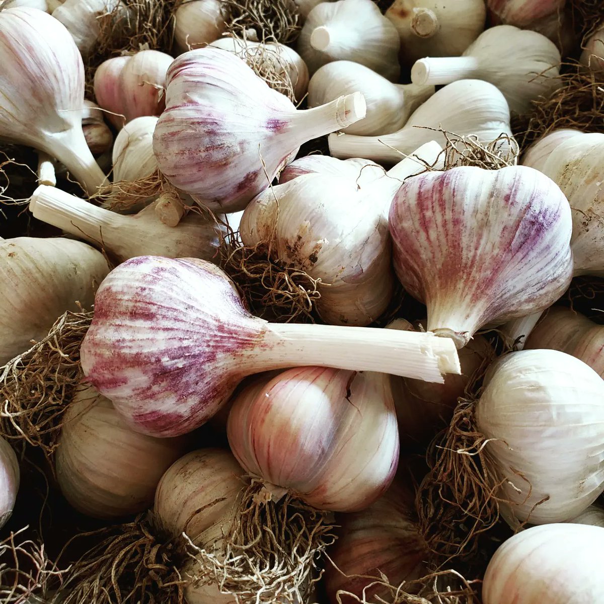 Local garlic is ready for pickup 🧄

What an amazing crop! This hardneck variety produces good-sized, juicy bulbs that will keep for a year, if processed and stored properly. 

Visit our Farm Store this weekend and stock up before it's gone for the season!