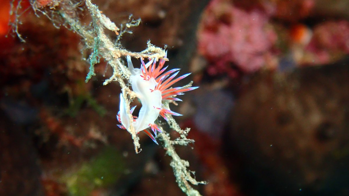 You met Disco Doris in Lesvos....
Well let me introduce you to Wandering Cratena!
#nudibranchs #aegean #scuba #padi #diving #snorkeling #freediving #Lemnos #limnos #PortomyrinaPoweredByPlayitas